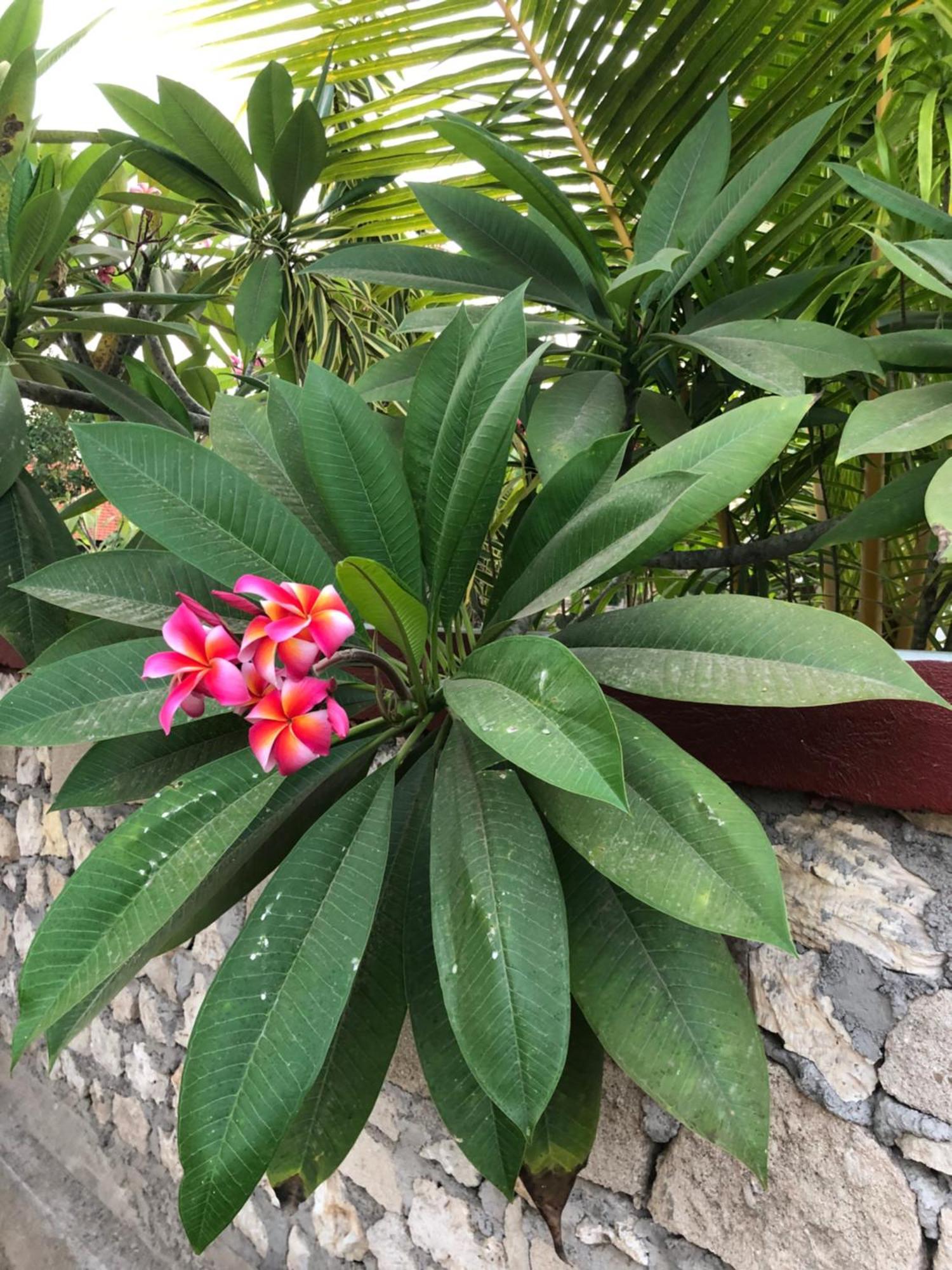 Maha Di Nusa Lembongan Zewnętrze zdjęcie